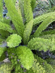 Asparagus densiflorus