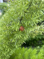Asparagus densiflorus