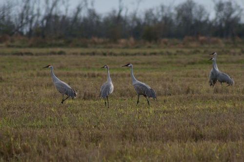 Sandhill Crane photographed in Louisiana