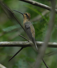 Phaethornis subochraceus