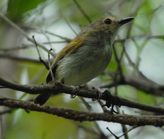 Poecilotriccus latirostris