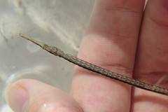 Syngnathus louisianae