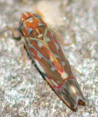 Erythroneura rubra