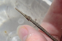 Syngnathus louisianae