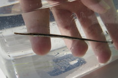 Syngnathus louisianae