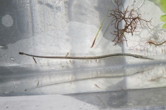 Syngnathus louisianae