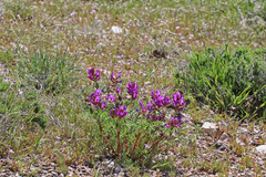 Astragalus lentiginosus diphysus