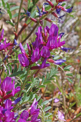 Astragalus lentiginosus diphysus