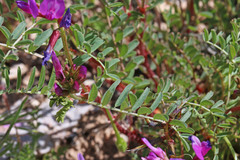 Astragalus lentiginosus diphysus