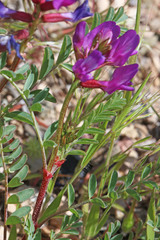 Astragalus lentiginosus diphysus