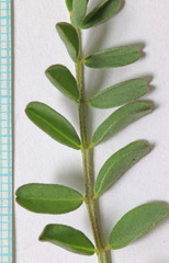 Astragalus lentiginosus diphysus