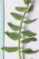 Astragalus lentiginosus diphysus