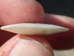 Megangulus bodegensis