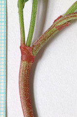 Astragalus lentiginosus diphysus