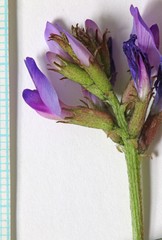 Astragalus lentiginosus diphysus