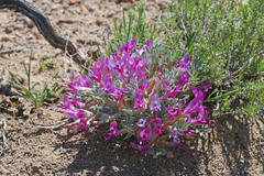 Astragalus newberryi castoreus
