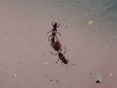 Franklinothrips vespiformis