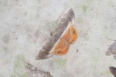 Opisthoxia branickiaria