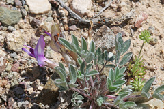 Astragalus newberryi castoreus