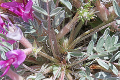 Astragalus newberryi castoreus