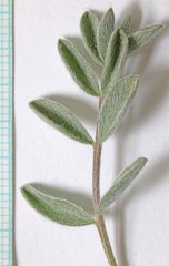 Astragalus newberryi castoreus