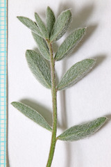 Astragalus newberryi castoreus