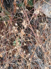 Ipomoea ternifolia