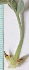 Astragalus newberryi castoreus