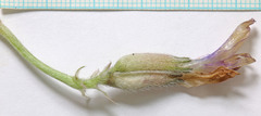 Astragalus newberryi castoreus