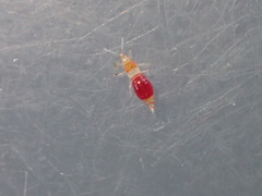 Franklinothrips vespiformis