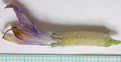 Astragalus newberryi castoreus