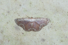 Sabulodes ornatissima