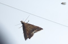 Diplopseustis perieresalis