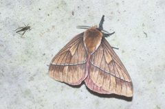 Pseudodirphia agis