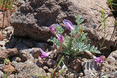 Astragalus newberryi castoreus