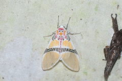 Idalus herois