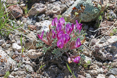 Astragalus newberryi castoreus