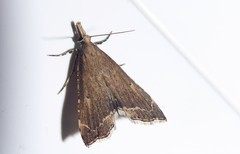 Diplopseustis perieresalis