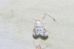 Neurophyseta