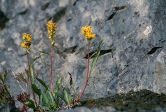 Solidago spathulata