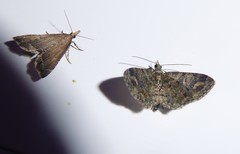 Diplopseustis perieresalis