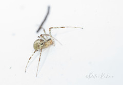 Pityohyphantes phrygianus