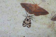 Eucereon consorta