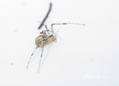 Pityohyphantes phrygianus