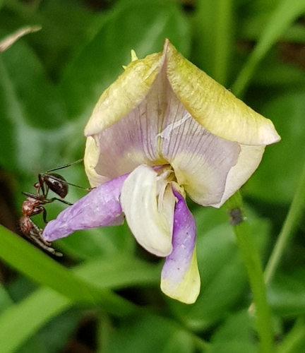 Wild Cow Pea