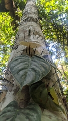 Dioscorea dodecaneura