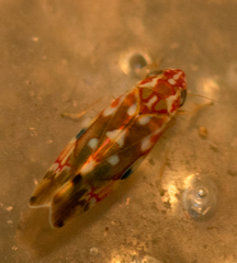 Erythroneura reflecta