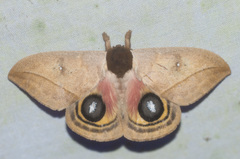 Automeris barinasmargaritae