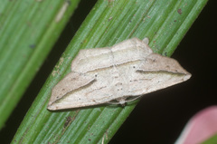 Eusarca flexilis