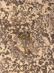 Urodacus yaschenkoi